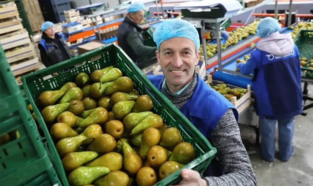 Seizoenwerkers peren