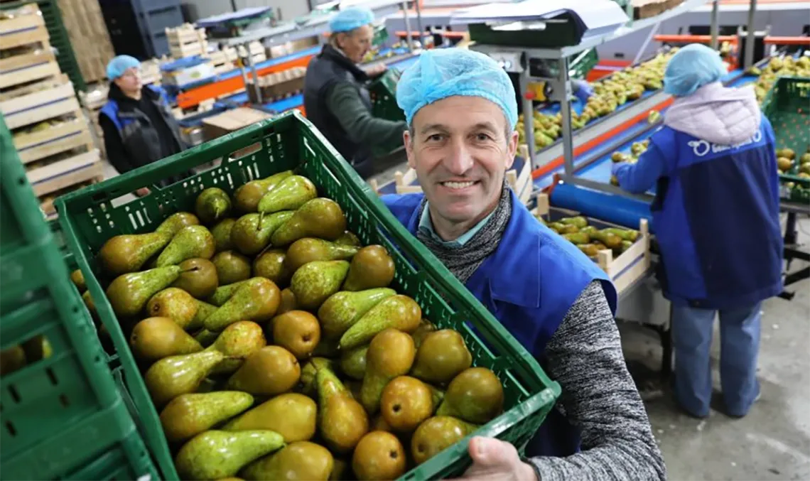 Seizoenwerkers peren